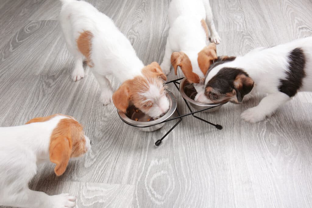 Cute funny dogs eating dry food at home