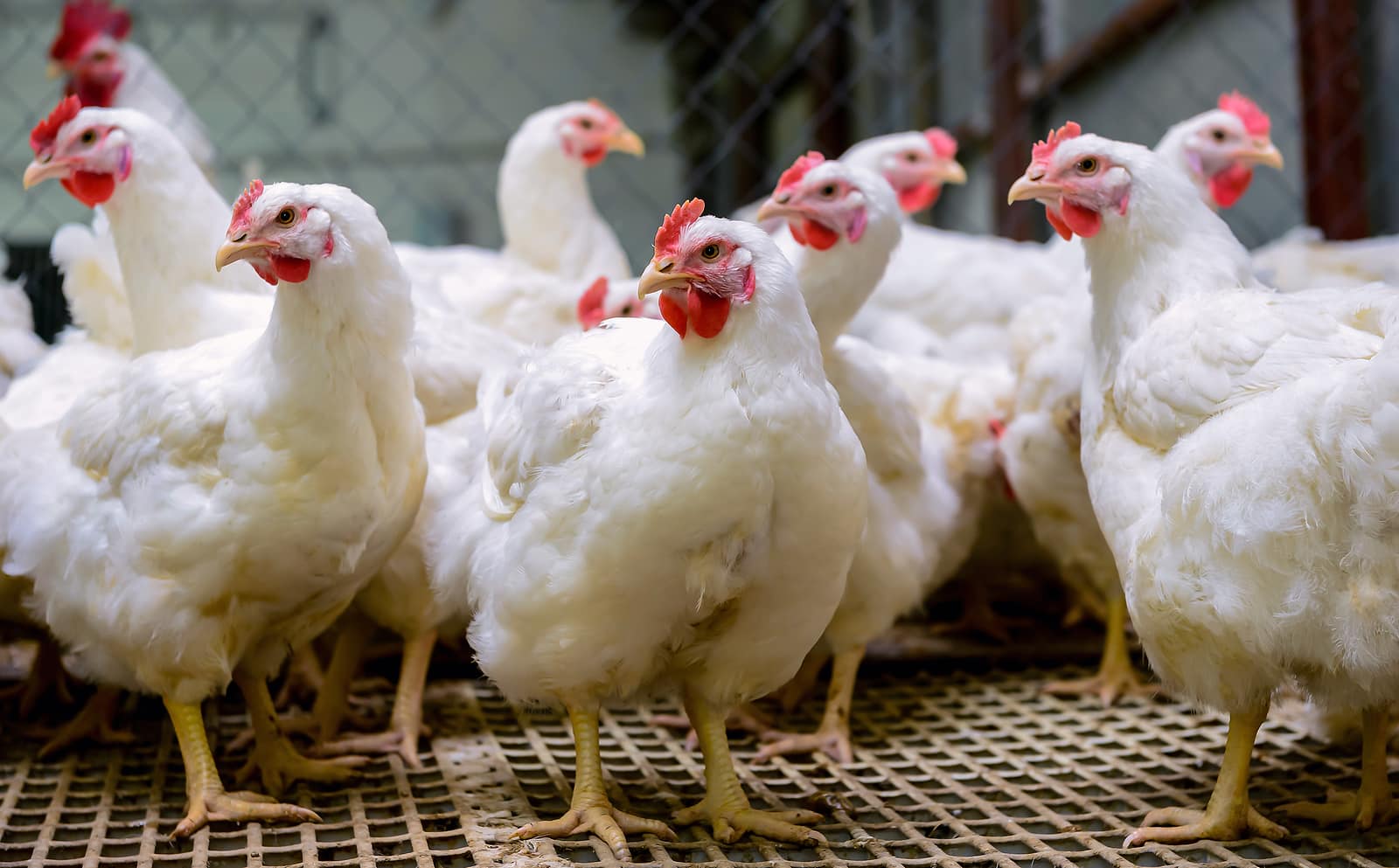 chicken-shortages-in-the-usa-what-does-this-mean