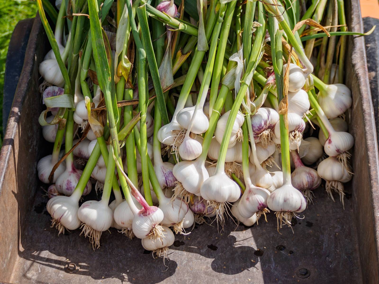 Did you know the Harsh and Toxic Truths About Garlic?