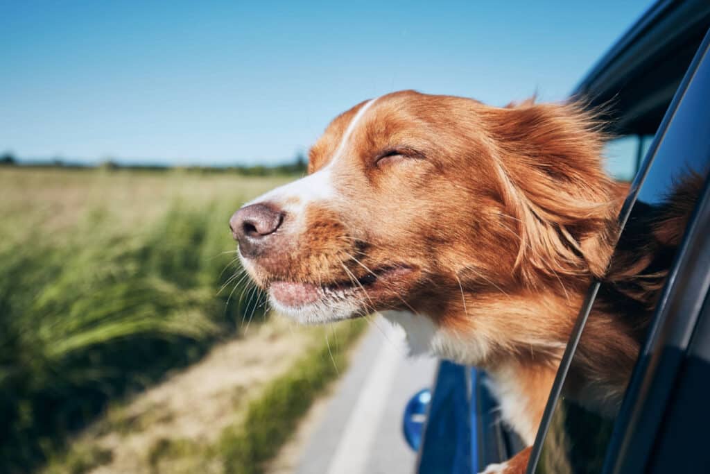 The Best Tips for Traveling With Dogs by Car