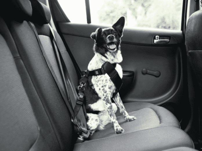The Best Tips for Traveling With Dogs by Car