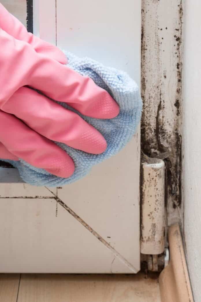 DIY Mold-Killer Options That Won’t Damage Your Walls