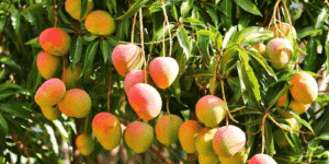 Tropical Fruits You Can Easily Grow in Your Backyard
