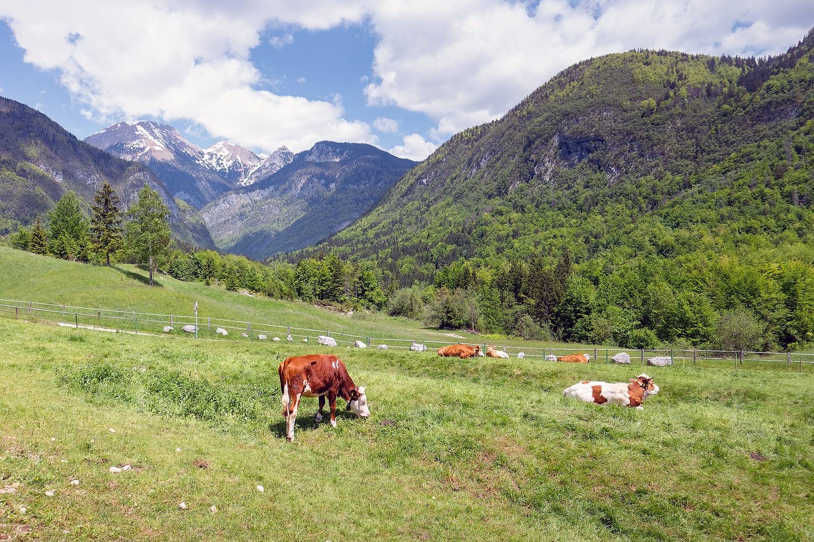 Where to Buy Grass Fed Beef? 2