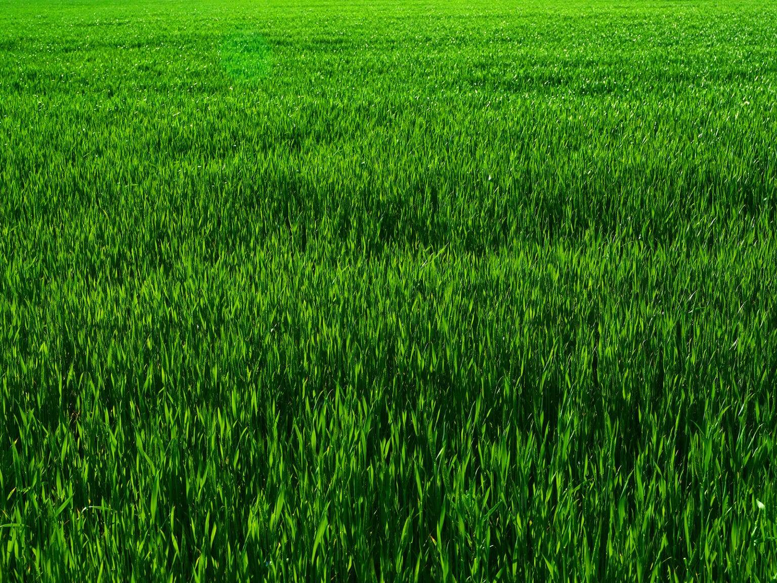 Where to Buy Grass Fed Beef Totes Newsworthy