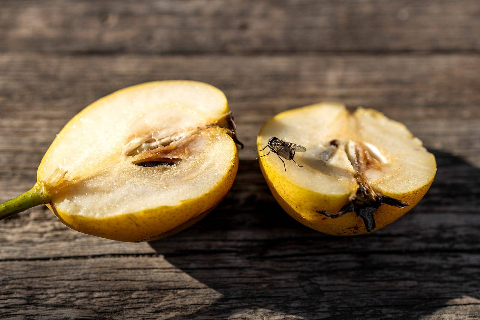 How to Get Rid of Fruit Flies Using White Vinegar 3