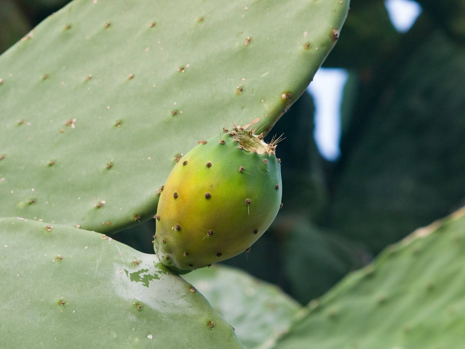 How To Take Care of Aloe Vera Plant The Best Guide (1)