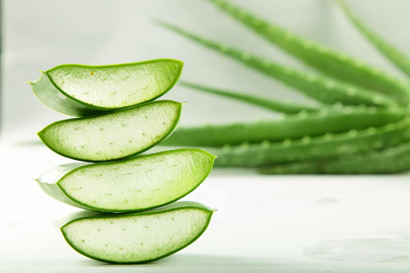 How To Take Care of Aloe Vera Plant The Best Guide 2