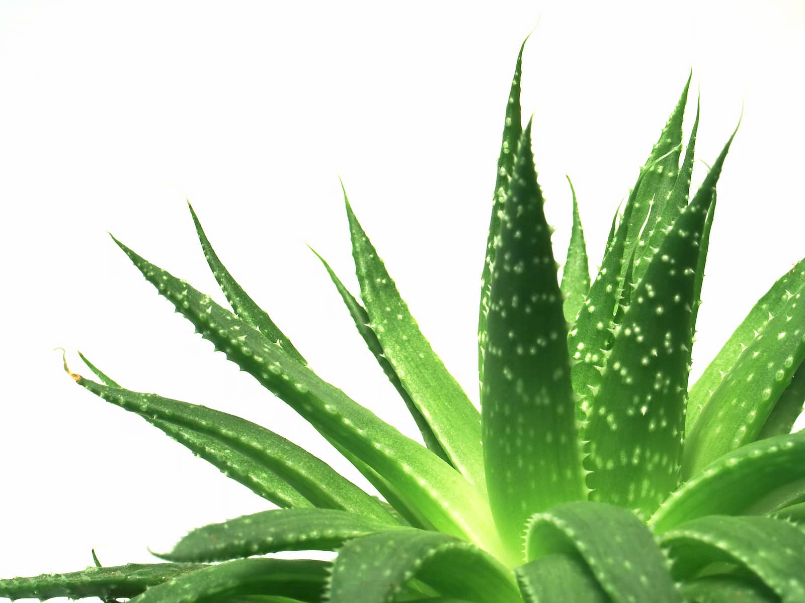 How To Take Care of Aloe Vera Plant The Best Guide 4