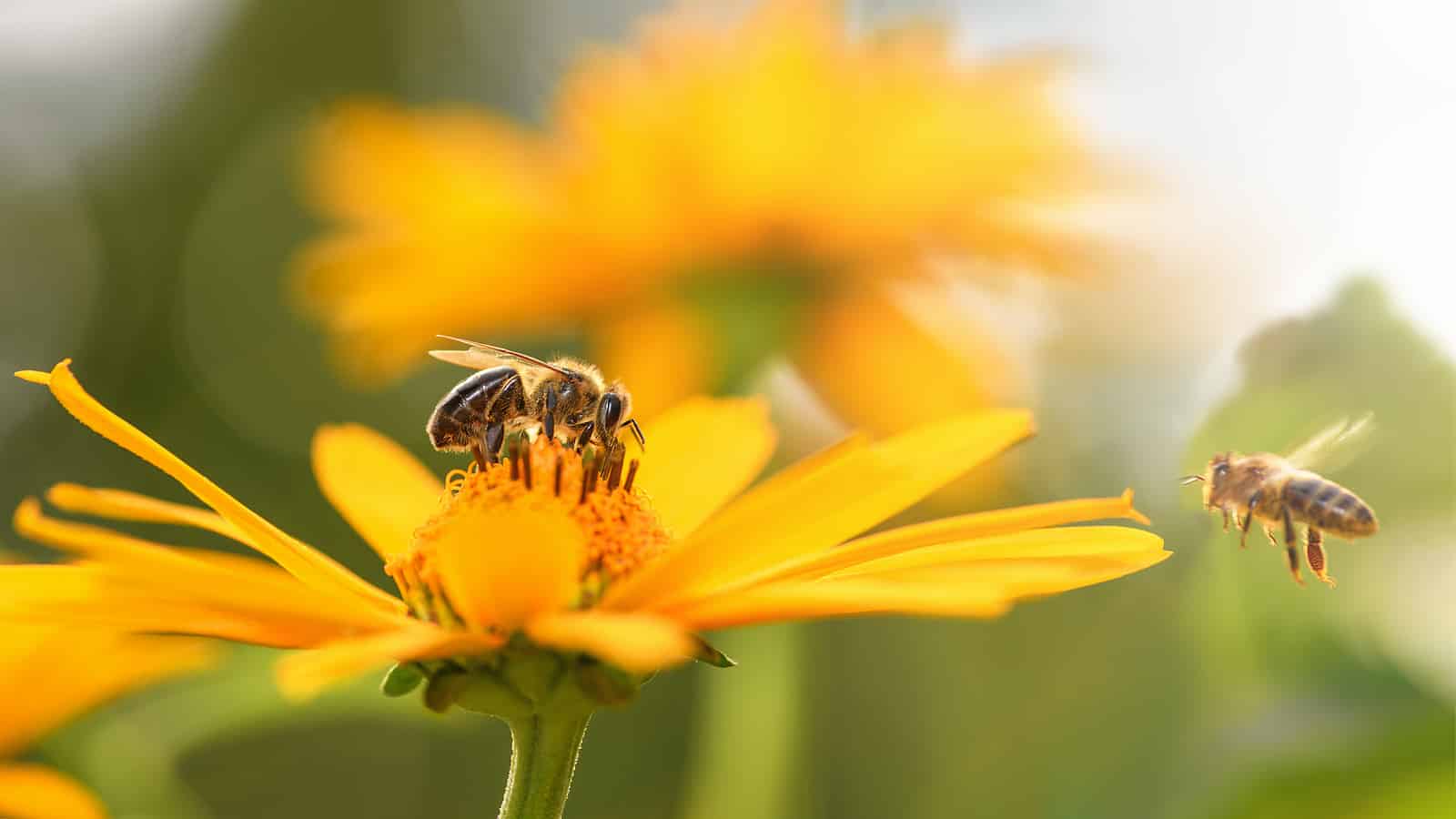 Bee And Flower