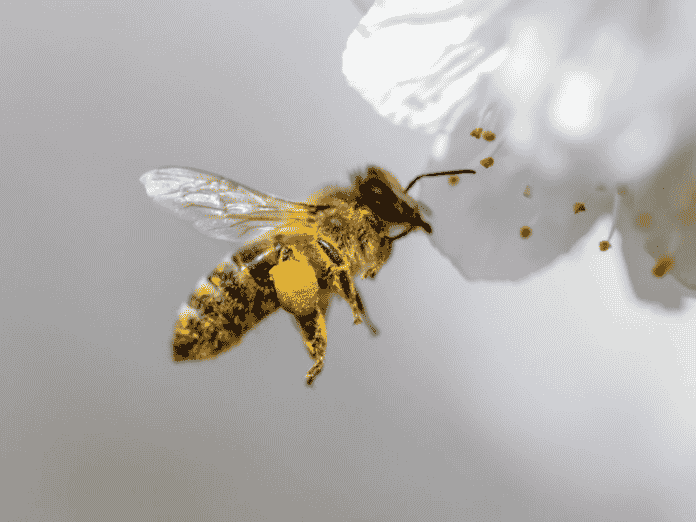 Unique Ways To Use Bee Pollen in Your Daily Life