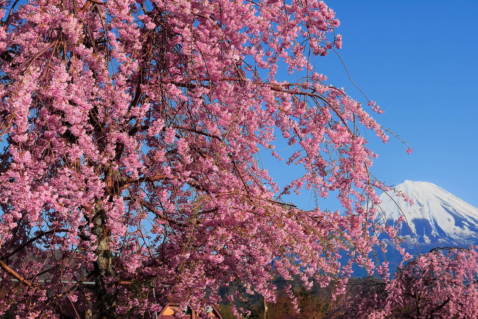 Weeping cherry blossoms