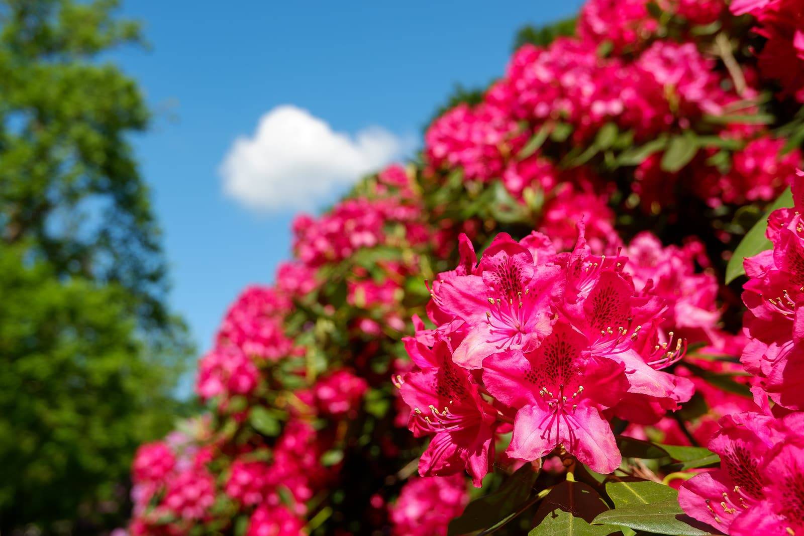 Top 5 Trees To Add Color to Your Backyard