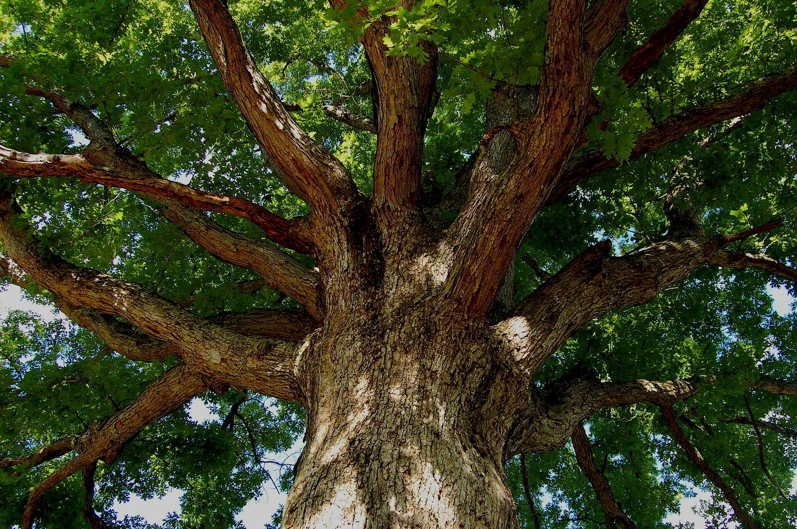 Branches of a large oak tree spread side with the sky behind