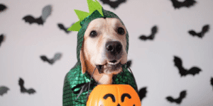Top 6 Lord of the Rings Dog Costumes for Halloween