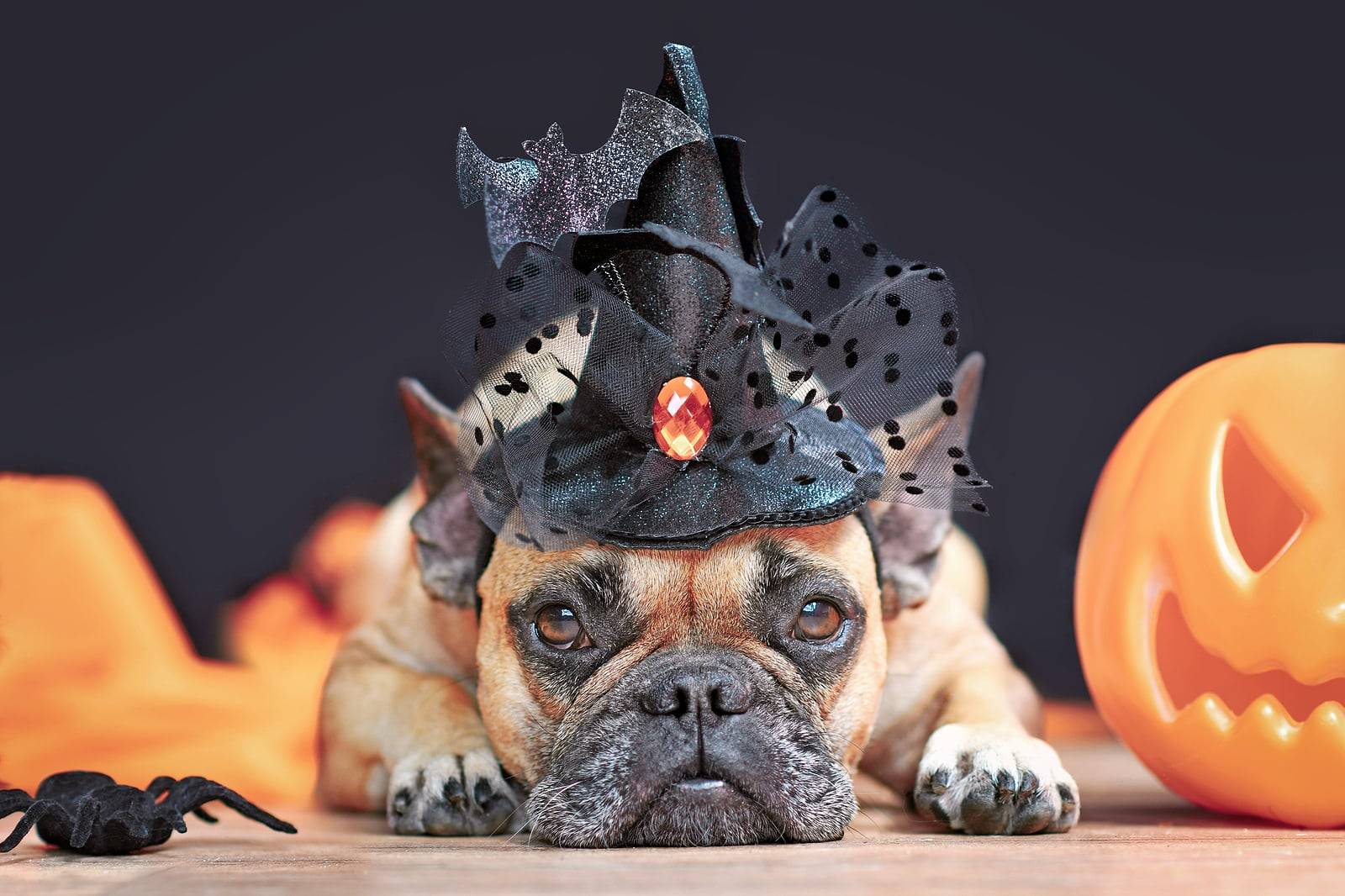 Top 6 Lord of the Rings Dog Costumes for Halloween