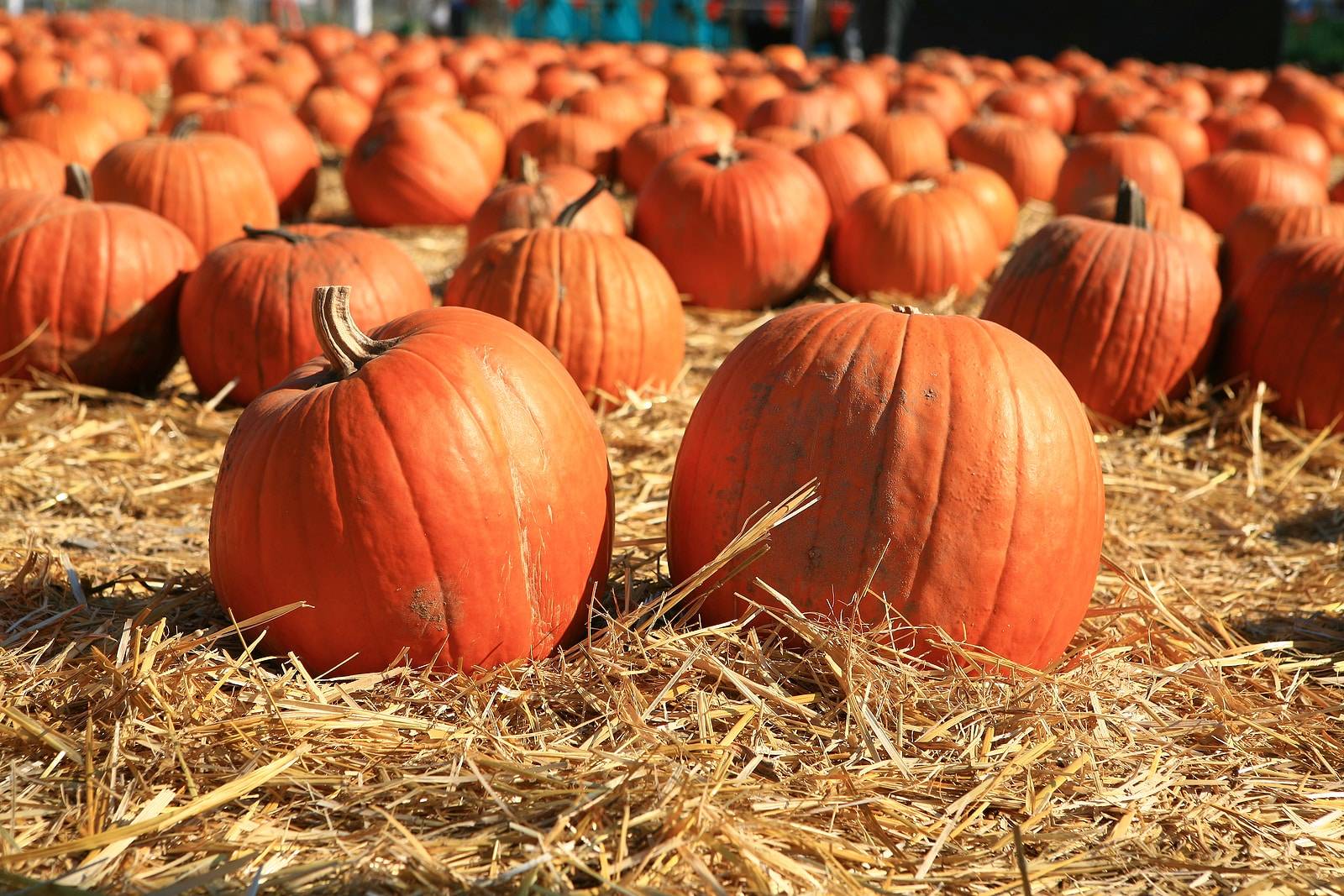Tips To Make Your Fall Festival More Inclusive 4