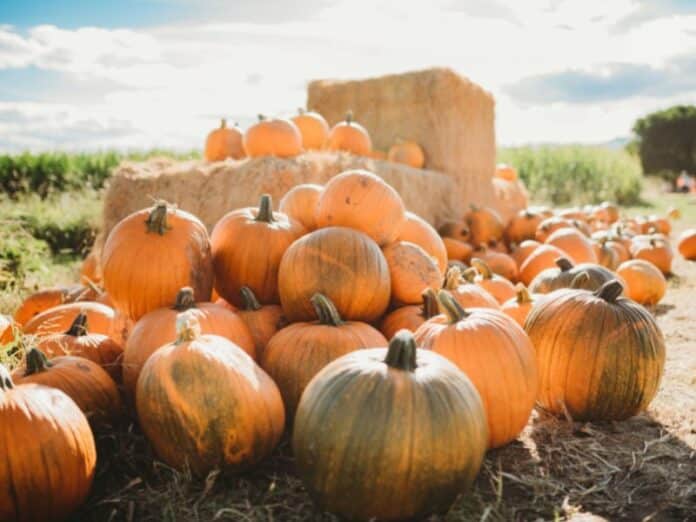 Tips To Make Your Fall Festival More Inclusive (2)
