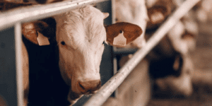Tips for Keeping Your Livestock Safe This Winter