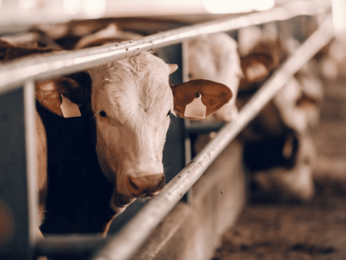 Tips for Keeping Your Livestock Safe This Winter (1)