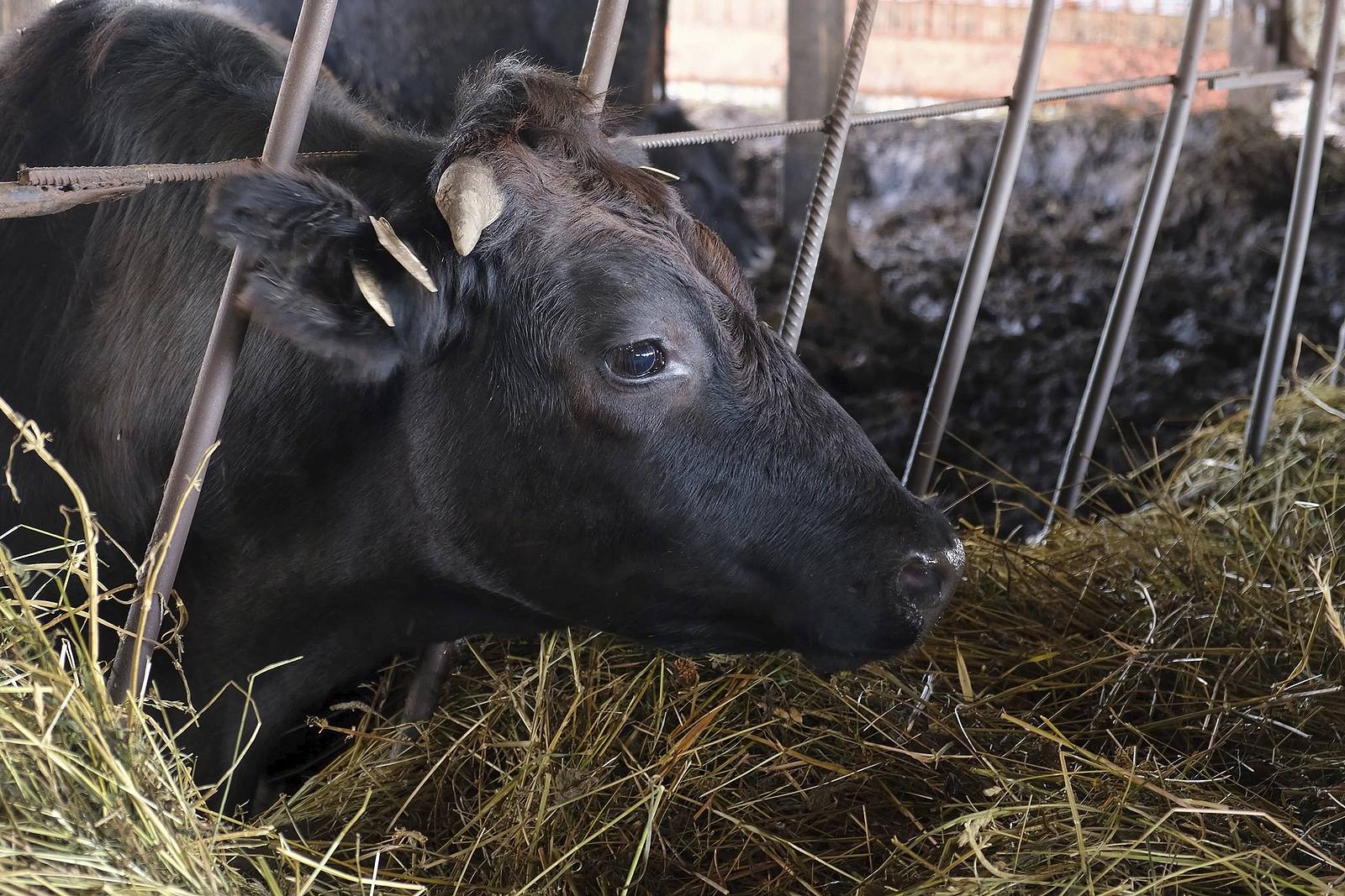 Tips for Keeping Your Livestock Safe This Winter 1