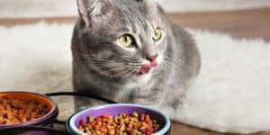 Unexpected Reasons Your Pet May Suddenly Lose Its Appetite