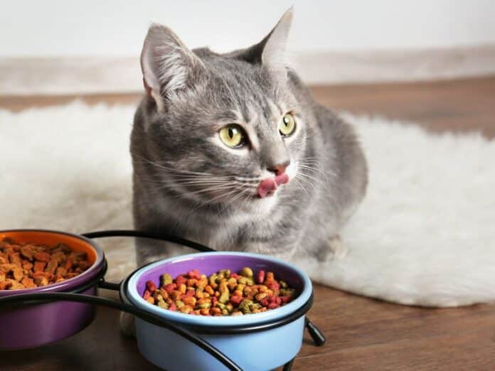 Unexpected Reasons Your Pet May Suddenly Lose Its Appetite (1)