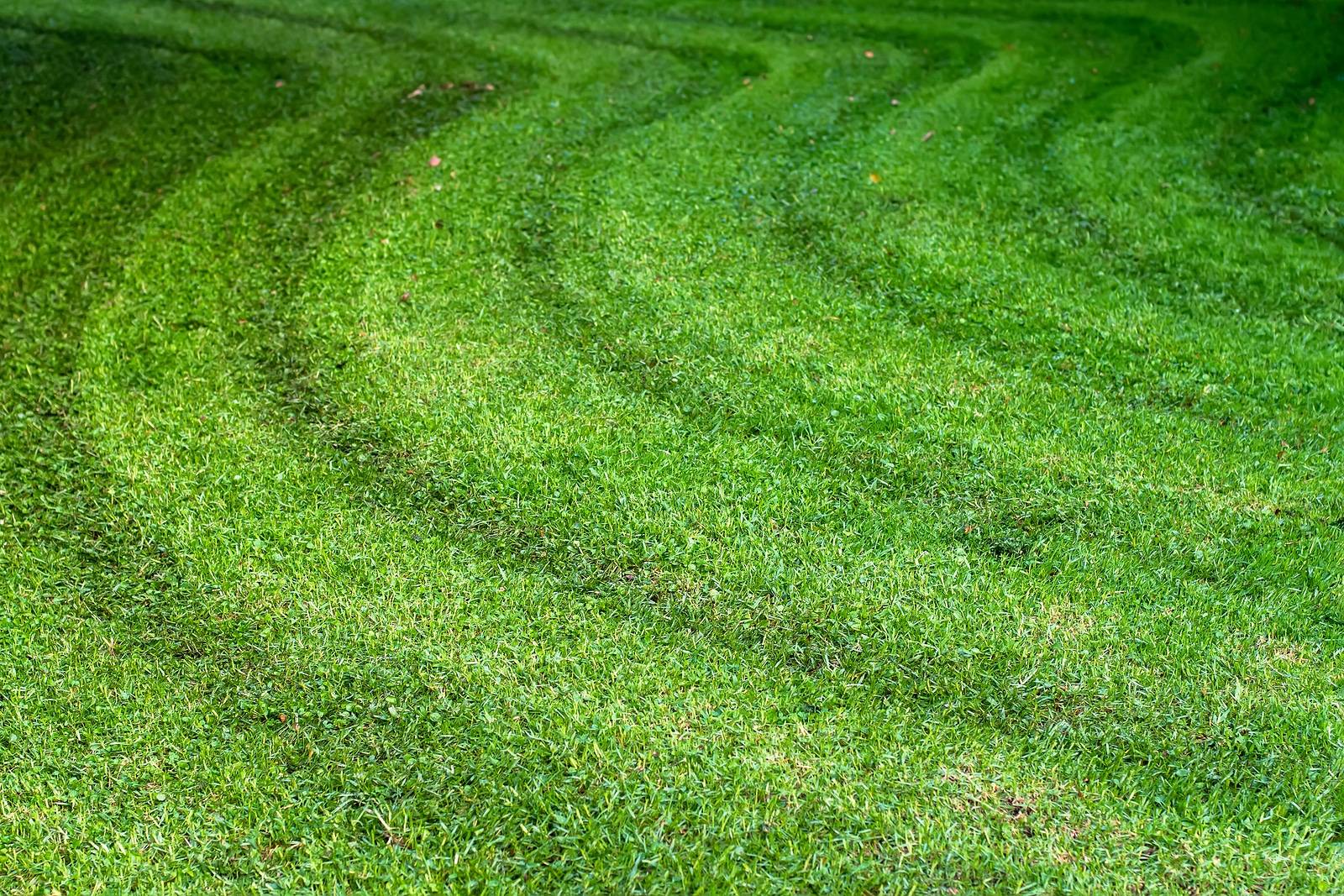 Best Reasons for Bagging Your Grass Clippings 2