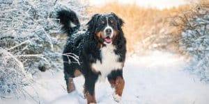 Helpful Tips for Grooming Dogs in Winter