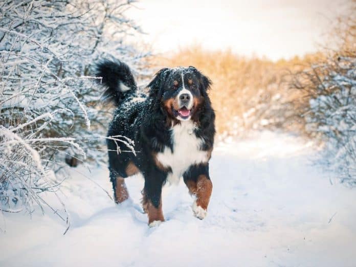 Helpful Tips for Grooming Dogs in Winter (1)