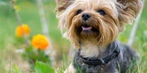 How To Train A Yorkshire Terrier: The Basics