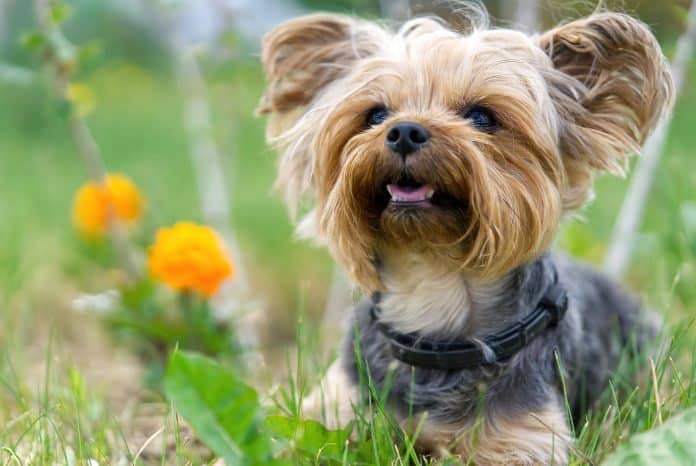 How To Train A Yorkshire Terrier: The Basics