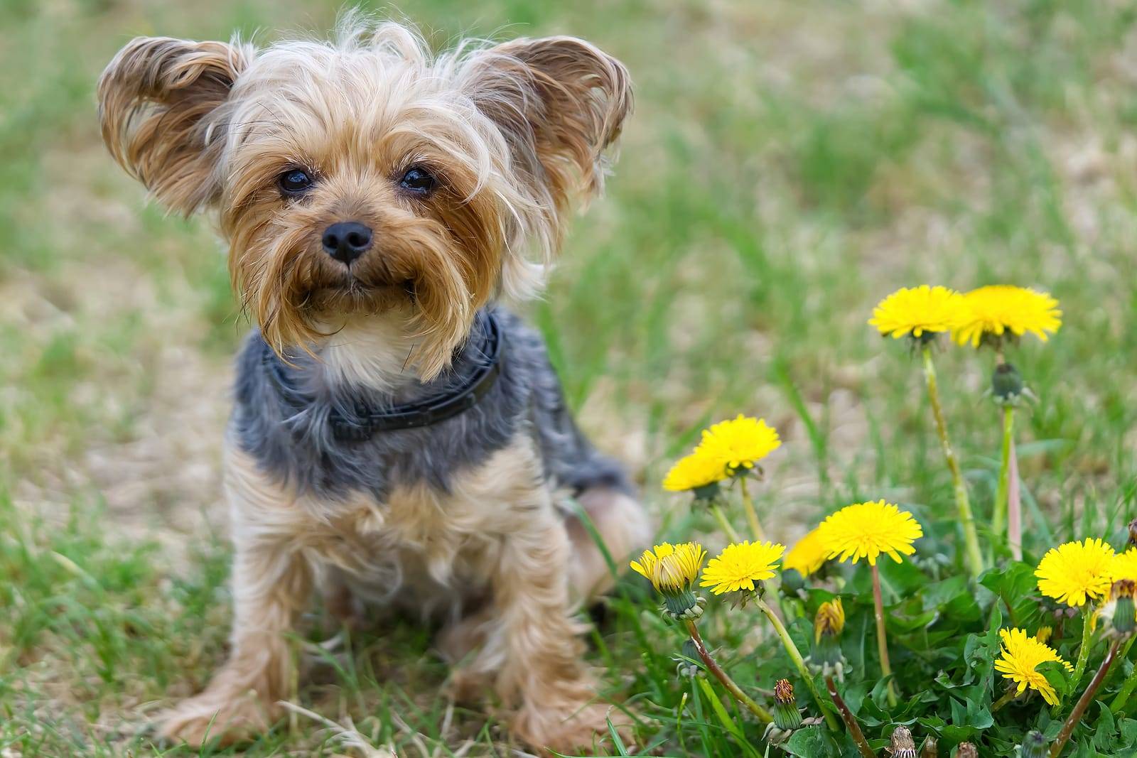 How To Train A Yorkshire Terrier The Basics (3)