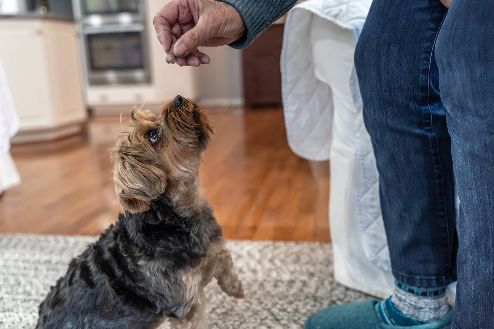 How To Train A Yorkshire Terrier The Basics (4)