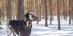 What Should I Pay Attention To When Buying a Dog Coat?