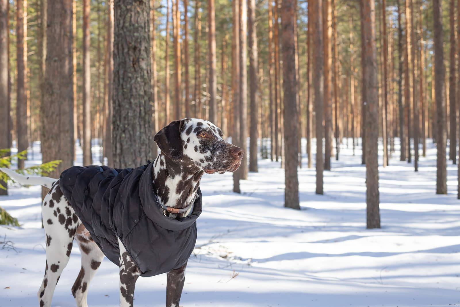 What Should I Pay Attention To When Buying a Dog Coat (4)
