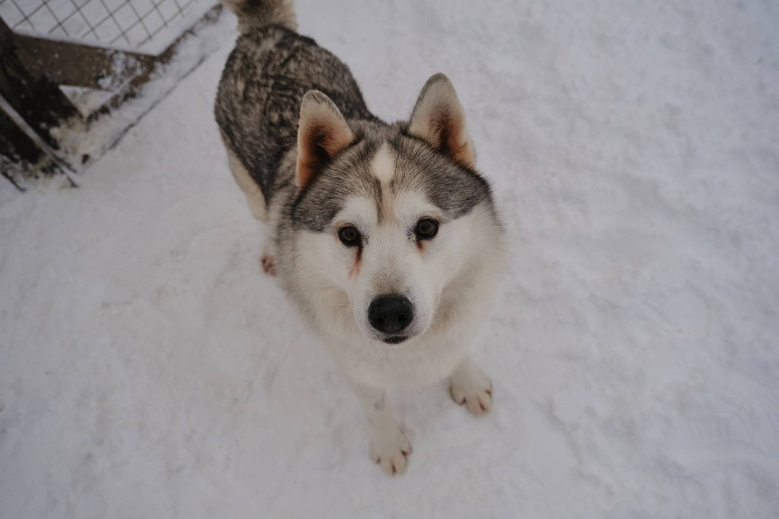 What You Should Know About Alaskan Vs Siberian Husky (1)