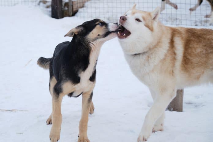 What You Should Know About Alaskan Vs Siberian Husky (2)
