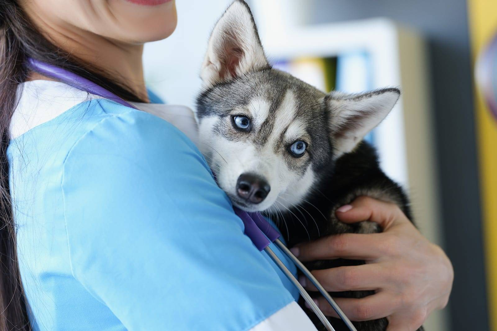 What You Should Know About Alaskan Vs Siberian Husky (3)