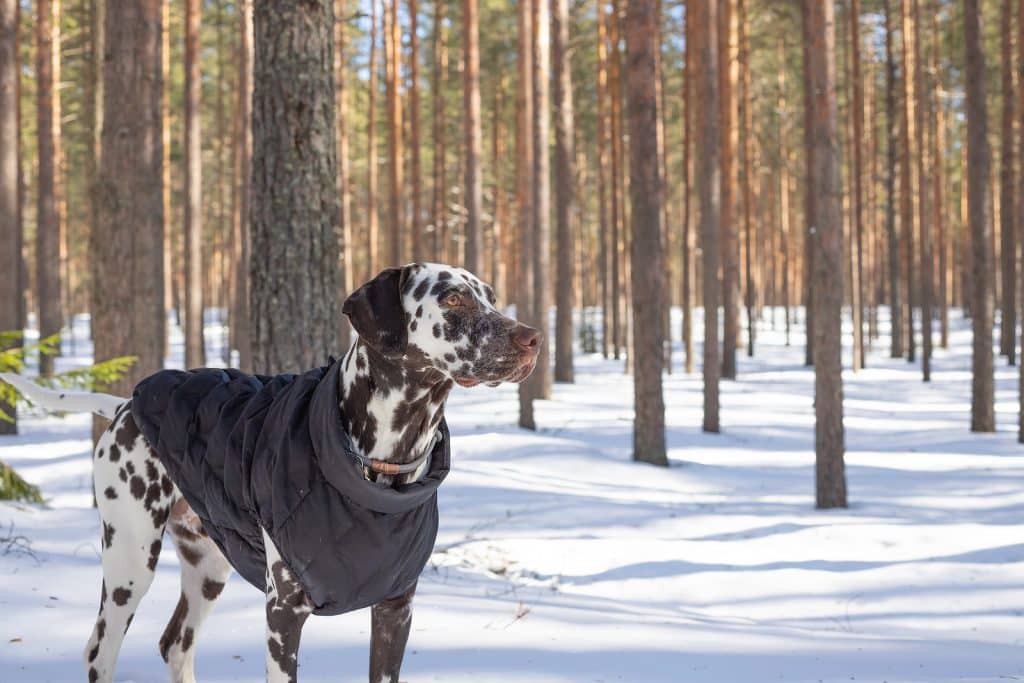 How to Keep Your Pet Comfortable in Winter (4)