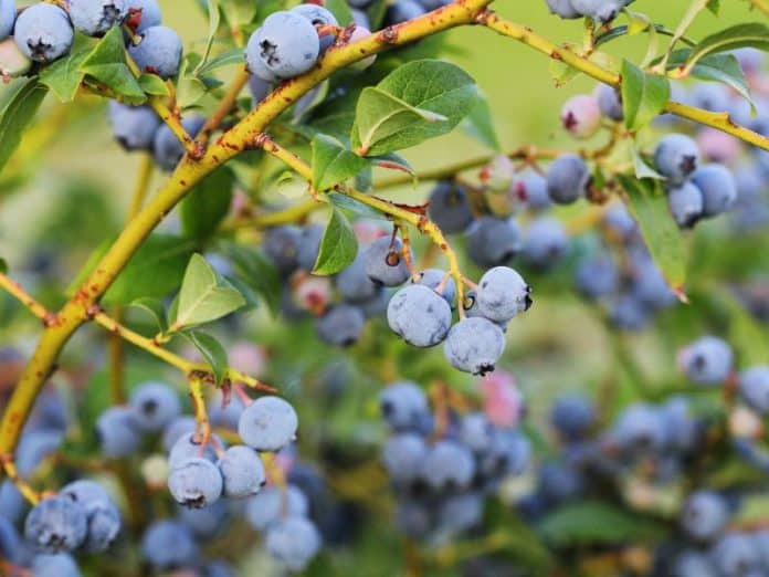 Reasons To Consider Growing Blueberries in Your Garden