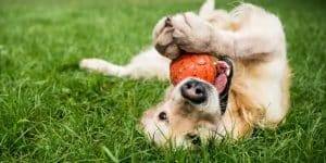How To Keep Your Dog Mentally and Physically Healthy