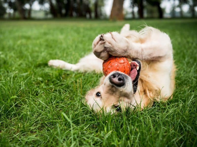 How To Keep Your Dog Mentally and Physically Healthy