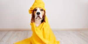 A Beagle Dog In A Yellow Towel After Bathing. Pet Grooming Conce