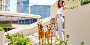 A Young Charming Girl Walks In The City Yard With Two Golden Dog