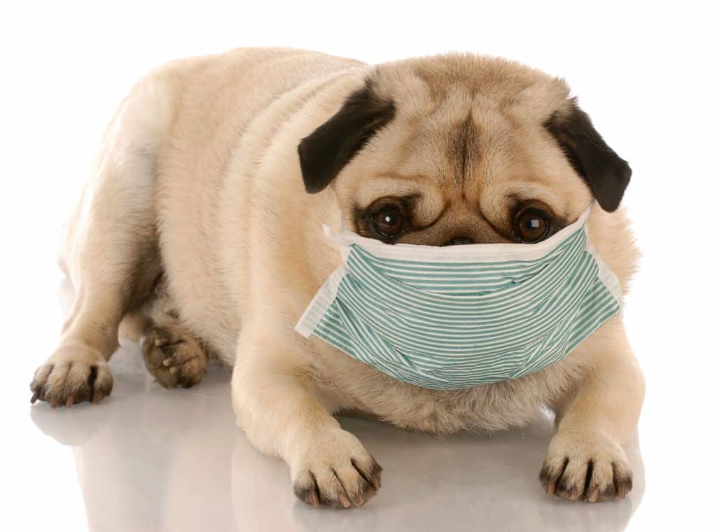 sick or contagious pug wearing a medical mask