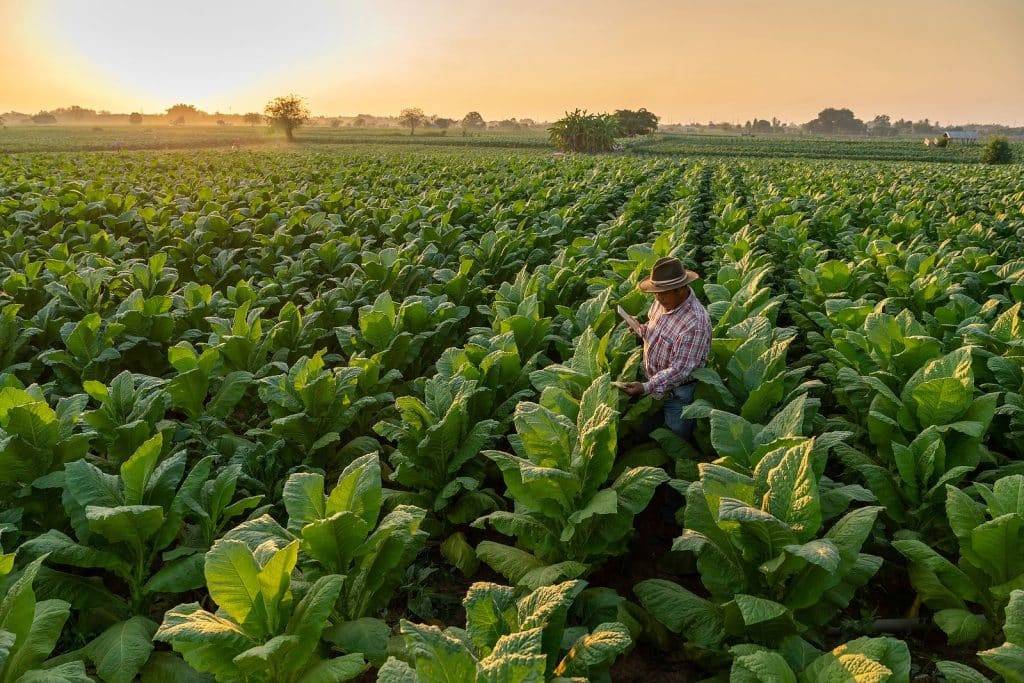 Why Dark Leaf Premium Shisha Tobacco Is the Connoisseur's Choice