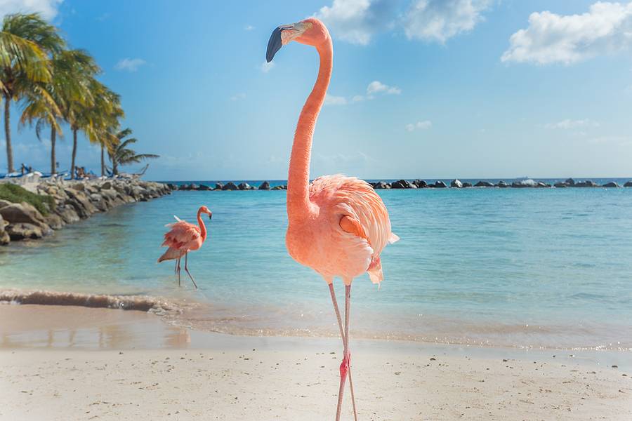 Flamingos on the Aruba beach. Flamingo beach