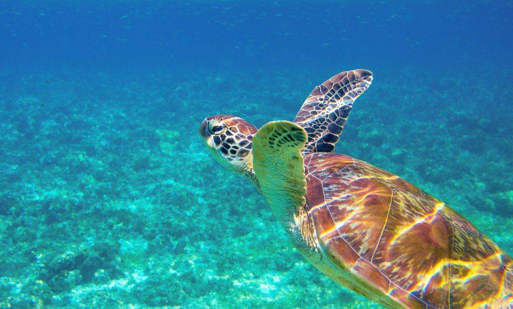 Sea Turtle Closeup In Blue Water. Aquatic Animal Underwater Phot