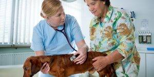 How To Tell If You Can Trust Your Veterinarian